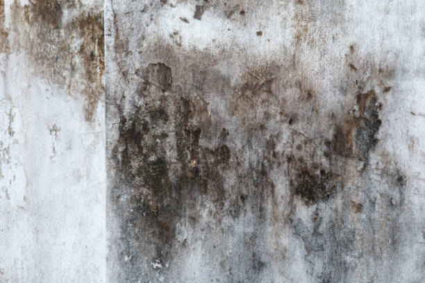 Trusted Dewey Humboldt, AZ Mold Removal Experts