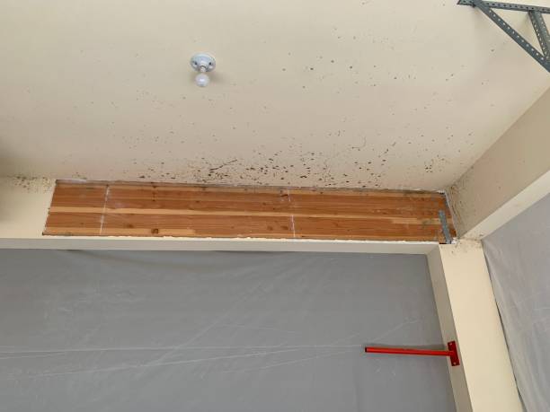 Best Mold Odor Removal Services  in Dewey Humboldt, AZ