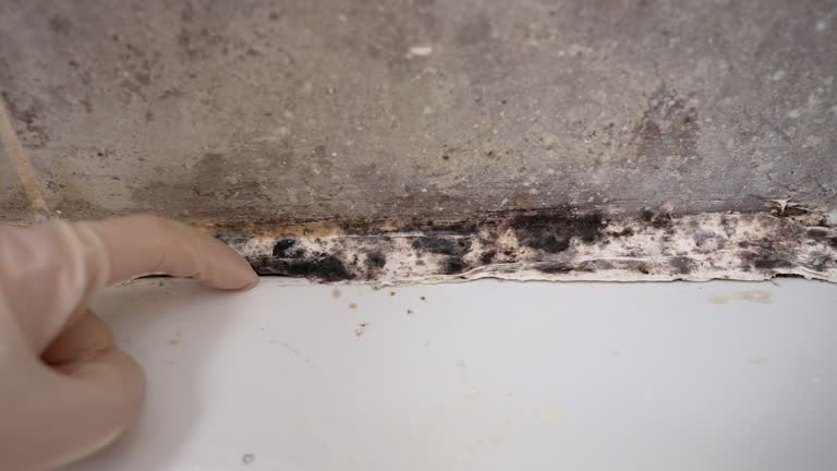 Best Mold Damage Restoration  in Dewey Humboldt, AZ