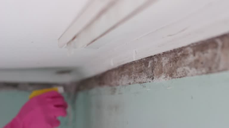 Best Basement Mold Removal  in Dewey Humboldt, AZ